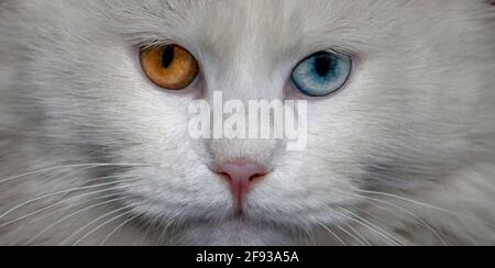 Muso di un gatto bianco con occhi multicolore, blu e arancione, primo piano Foto Stock