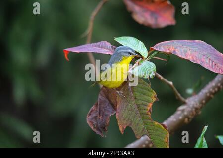 Warbler grigio con cappuccio, Phylloscopus xanthoschistos, Nepal Foto Stock