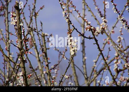 prunus armeniaca si spriggerà in fiore con fiori rosa Foto Stock