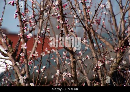 Fiori di albicocca rosa dell'albero di prugne armeno nel marzo sole Foto Stock