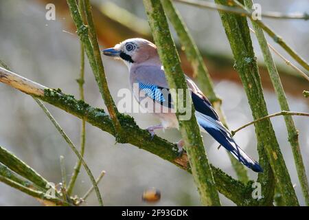 Un fieno siede su un ramo coperto di muschio Garrulus glandarius Foto Stock