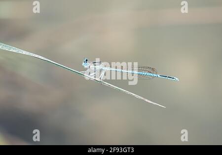 dragonfly si siede su un ramo in una giornata di sole Foto Stock