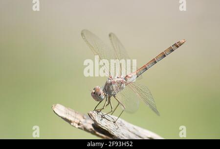 dragonfly si siede su un ramo in una giornata di sole Foto Stock