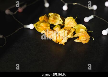 Frutto biologico di Physalis peruviana su sfondo nero. Bacca d'oro, uva spina. Copia spazio. Foto Stock