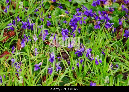 Viola profumato violette nel mese di marzo tra verde erba Viola odorata Foto Stock