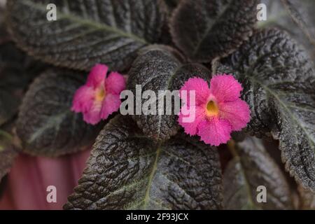 Fiamma viola pianta e fiori rosa, Episcia cupreata, India Foto Stock