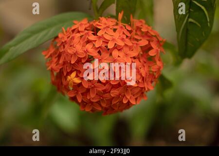 Fiamma dei boschi arancione, Ixora coccinea Foto Stock