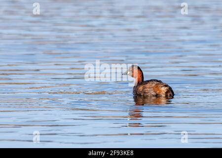 Carino piccolo uccello d'acqua piccolo Grebe, Tachybaptus ruficollis, nuoto su un fiume a caccia di cibo. Foto Stock