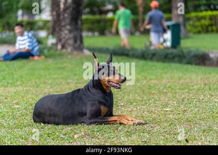 Doberman Pinscher cane godere la sua estate su prato erba Foto Stock