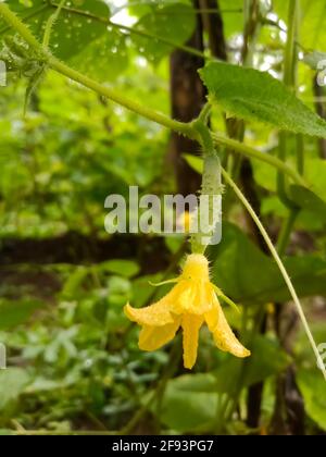 Il cetriolo nel campo è su viti Foto Stock