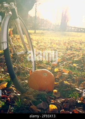 Zucca sul terreno accanto alla ruota di bicicletta tra foglie d'autunno in luce del sole. Concetto di cambiamento, cambiamento, natura, stile di vita Foto Stock