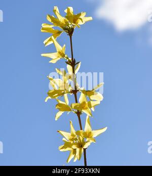 Forsizia fiori contro il cielo blu alta risoluzione, fioritura giallo brillante forsizia (Forsythia sustensa) Stock Photo, DSLR Foto Stock