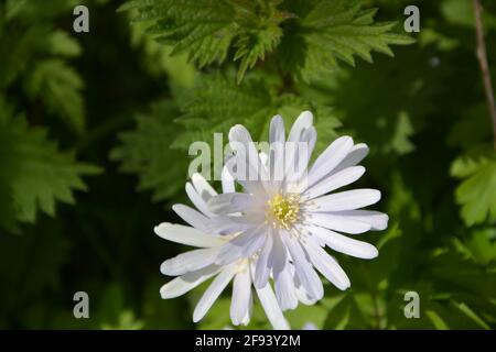 Daisy Cambridge UK, DSLR Foto Stock