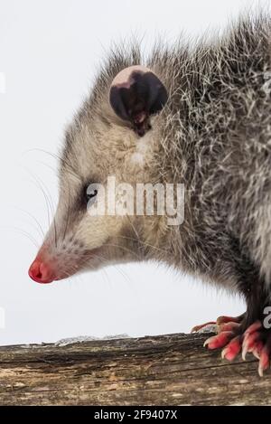 Virginia Opossum, Didelphis virginiana, in inverno nella contea di Mecosta, Michigan, Stati Uniti Foto Stock