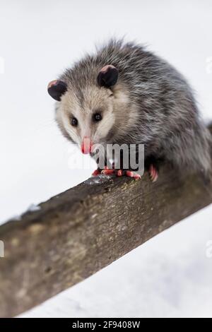 Virginia Opossum, Didelphis virginiana, in inverno nella contea di Mecosta, Michigan, Stati Uniti Foto Stock