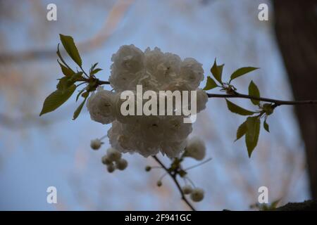 Parco a Dusk, tramonto nel parco, Cherry Blossom primo piano al crepuscolo High Resolution Stock Photo, DSLR Foto Stock