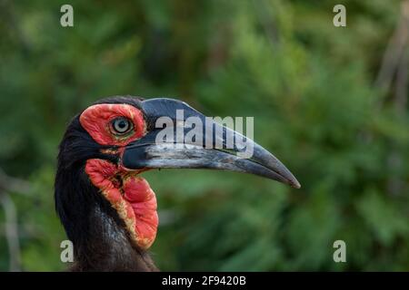 La bella faccia rossa e il becco di un Southern Ground Hornbill con uno sfondo verde. Foto Stock