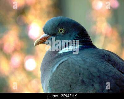 piccione in legno maschio nella vista di profilo. Columba Palumbus. vista in primo piano della testa dell'uccello. silhouette isolata. bel bokeh morbido giallo e rosa. animali selvatici Foto Stock