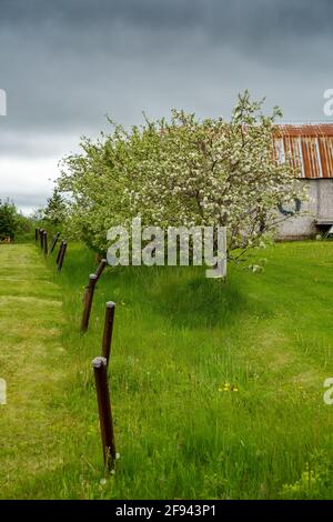 Primavera fioritura vecchio albero di mela in un paesaggio di fattoria. Foto Stock