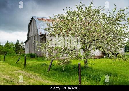 Primavera fioritura vecchio albero di mela in un paesaggio di fattoria. Foto Stock