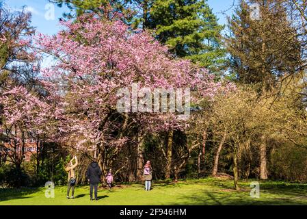 Familie im Frühjar in einem Park bewundern die ersten Blüten Der Japanischen Kirsche Foto Stock
