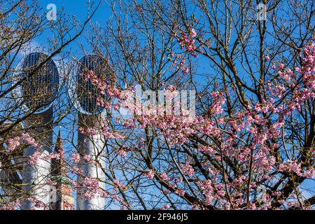 Blühende Kirschblüten im Frühjahr in der Innenstadt von Kiel der Landeshauptstadt Schleswig-Holsteins Foto Stock