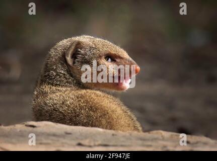 Gray Mongoose faccia primo piano, Herpestes edwardsi, India Foto Stock