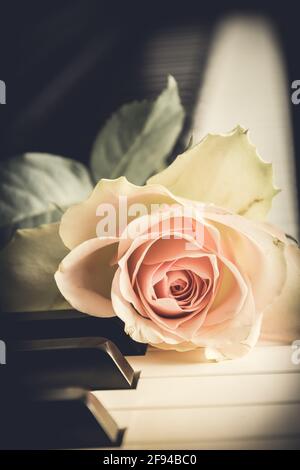 Rosa pallido su tastiera a piano, stile vintage, verticale Foto Stock