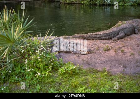 Tampa Bay, Florida. 29 dicembre 2020. Vista parziale dell'alliogatore ai Giardini di Busch (14) Foto Stock