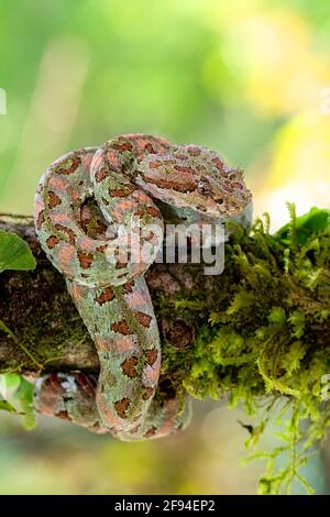 Serpente di vipera di ciglia verde su una filiale in Costa Rica Foto Stock