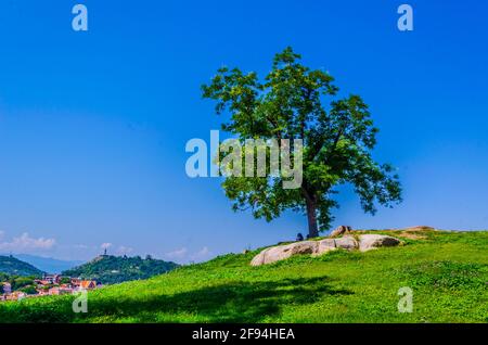 Un albero singolo su una collina che domina Plovdiv città in Bulgaria Foto Stock