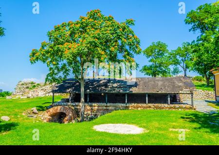 Un albero singolo su una collina che domina Plovdiv città in Bulgaria Foto Stock