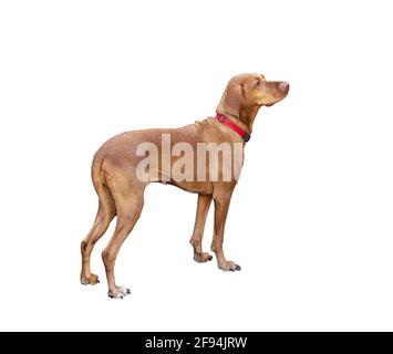 Ungherese Shorthaered Pointing Dog (Vizsla) isolato su bianco. Foto Stock