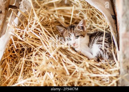 Carino gattino nosy gatto, tabby patched e pelliccia bianca, seduto tra l'erba appassita, un ritratto da vicino con bei occhi grandi. Foto Stock