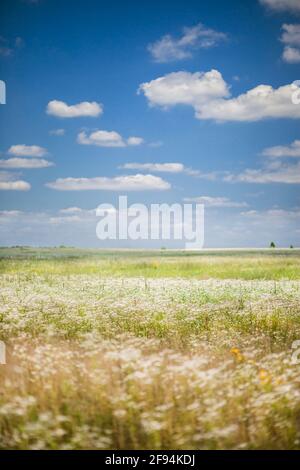 Campo con fiori sotto il cielo blu nuvoloso Foto Stock