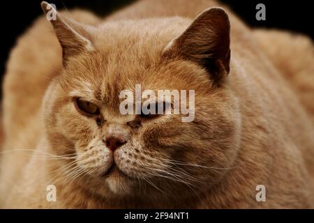 Zenzero peloso gatto fissando, gatto arrabbiato, ritratto di gatto, closeup di rosso. Su sfondo nero Foto Stock