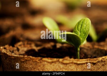 Meloni di acqua crescenti dai semi. Processo di coltivazione di piantine di cocomeri - primo piano, macro fotografia Foto Stock