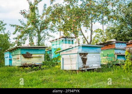 Alveari in un apiary con api che volano alle assi di atterraggio in un giardino verde. Giorni caldi. Foto Stock