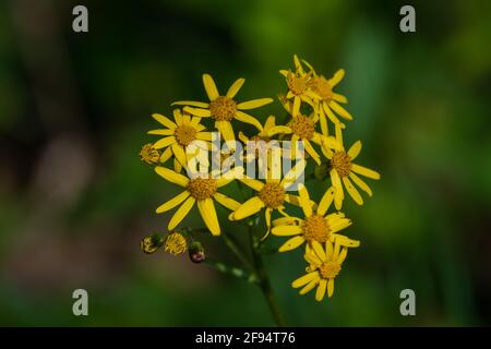 Foto ravvicinata di una pianta di girasole (Helianthus occidentalis) che cresce nella natura selvaggia delle Great Falls Virginia. Foto Stock