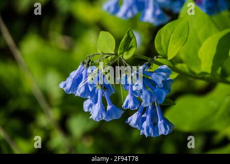 Foto ravvicinata dei Bluebells della Virginia che crescono nella natura selvaggia a Great Falls, Virginia. Foto Stock