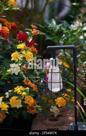 I fiori colorati e la lampada elettrica nel giardino Foto Stock