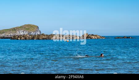 North Berwick, East Lothian, Scozia, Regno Unito. 16 Apr 2021. Le persone si dirigono verso il mare dopo che le restrizioni di viaggio sono sollevate: Il sole è fuori, il tempo è più caldo e la gente può ancora una volta godere di un viaggio alla città costiera. Nella foto: Una donna nuotatrice selvaggia nuota nella West Bay di fronte all'isola di Craigleith Foto Stock