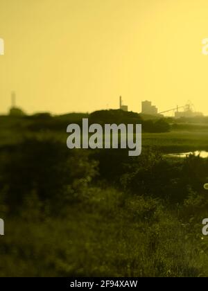 Paesaggio quasi da sogno e quasi surreale tra le piante paludose, con all'orizzonte l'hulk abbandonato del complesso industriale della Redcar Steelworks. Foto Stock