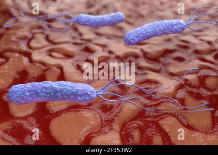 Illustrazione dei batteri Helicobacter pylori sullo sfondo di uno stomaco umano. Concetto medico. 3 d rendering. Foto Stock