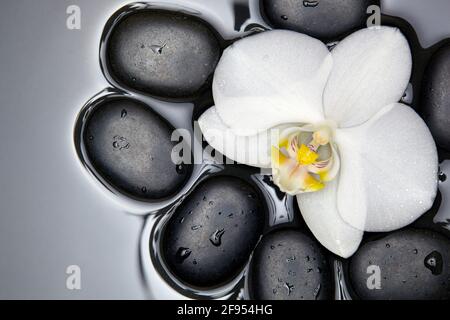 Orchidea bianca e pietre nere immerse in acqua. Foto Stock