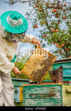 Un apicoltore con una colonia di api fa un'ispezione con il suo giardino. Stagione di raccolta del miele. Foto Stock