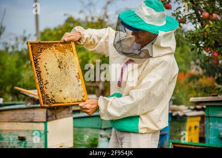 Un apicoltore con una colonia di api fa un'ispezione con il suo giardino. Stagione di raccolta del miele. Foto Stock