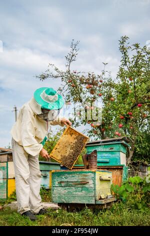 Un apicoltore con una colonia di api fa un'ispezione con il suo giardino. Stagione di raccolta del miele. Foto Stock