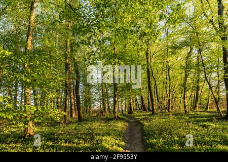 Sentiero nella foresta in una soleggiata serata primaverile Foto Stock
