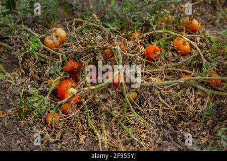 Pomodori secchi. Raccolto cattivo. Risultati insoddisfacenti di coltivare ortaggi organici. Perdite di agricoltori. Foto Stock